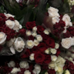 Meet your Posher, Lily